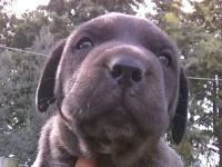 cucciolo cane corso testa